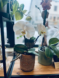 Photo n°4 de Aux Fleurs de Joséphine à Xertigny (Fleuriste)