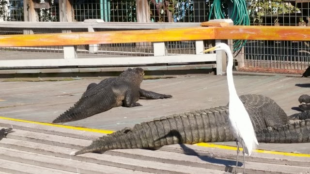 Gatorland