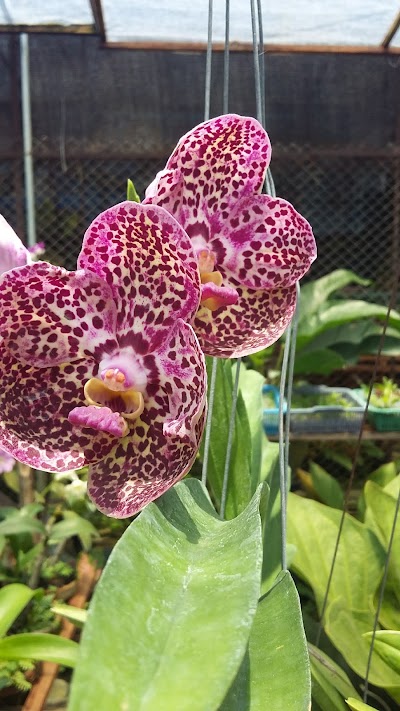 Photos of Andi Orchids