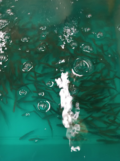 The Fishing Hole - Thumbnail