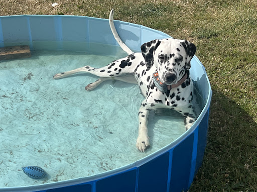 Canine Country Retreat and Spa