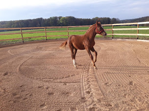 Photo n°2 de Ferme Equestre Barthlihutte à Largitzen (Éleveur de chevaux)