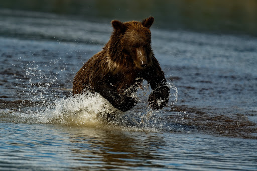 Alaska Bear Viewing Tours