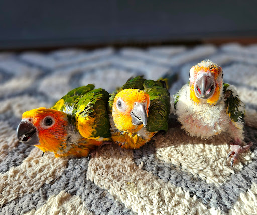 Mile High Parrot Supply - Thumbnail