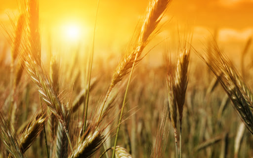 Harvest of Faith Family Church