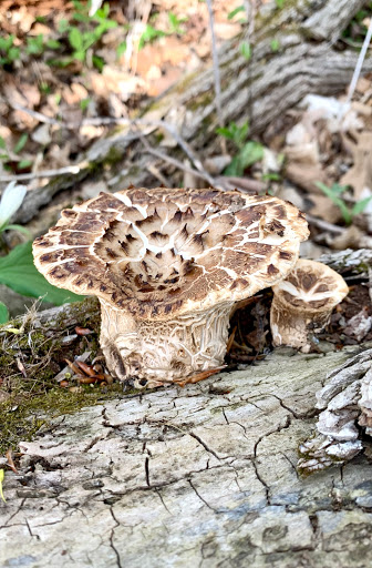 Lonidaw Nature Preserve - ACRES Land Trust - Thumbnail