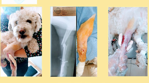 CLINICA VETERINARIA MUSA( Servicios Veterinarios Especializados)