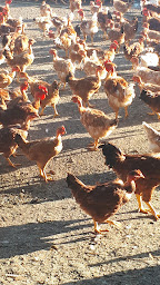Photo n°7 de les volailles de celine à Villefranche-d'Albigeois (Élevage de volailles)