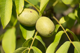 Photo n°11 de Ferme Andrévias à Sorges et Ligueux en Périgord (Producteur de foie gras)