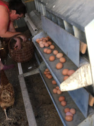 Photo n°6 de La Ferme de Novelle. Céline Pacaud et Christophe Jusseau. à Martigny-le-Comte (Ferme d'élevage)
