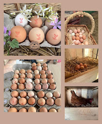 Photo n°1 de Les roses canal du midi à Capestang (Ferme bio)