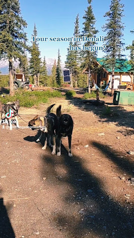 Wildthingz Dog Mushing by null