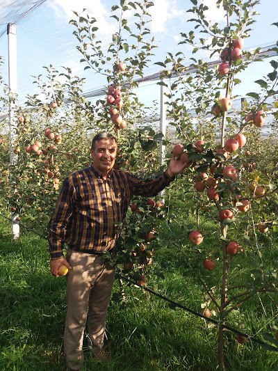 Hysolli Apple Farm