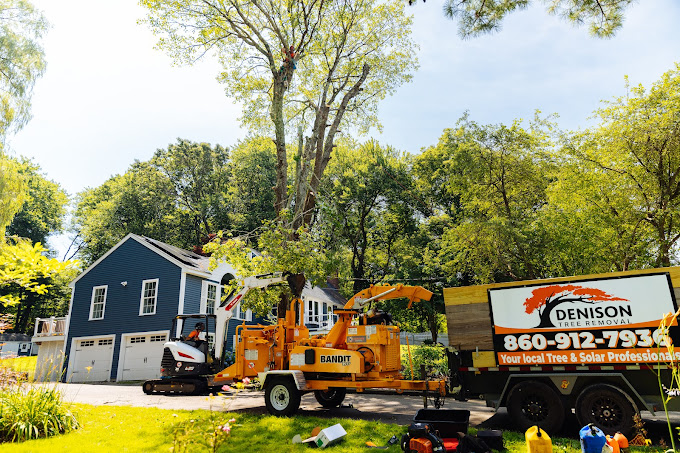 Denison Tree Removal