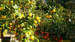 Photo n°10 de Menton Pépinière à Menton (Paysagiste)