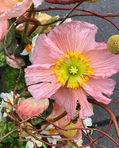 Fröken Nylund - Visual