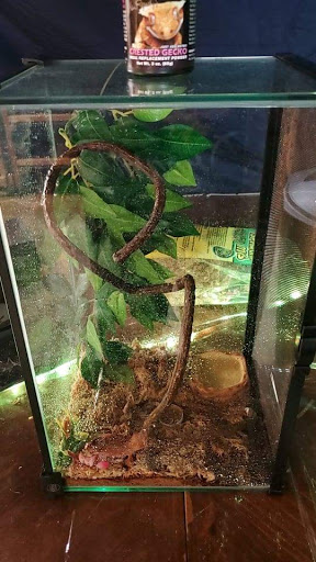 Reptile Radicals - Thumbnail