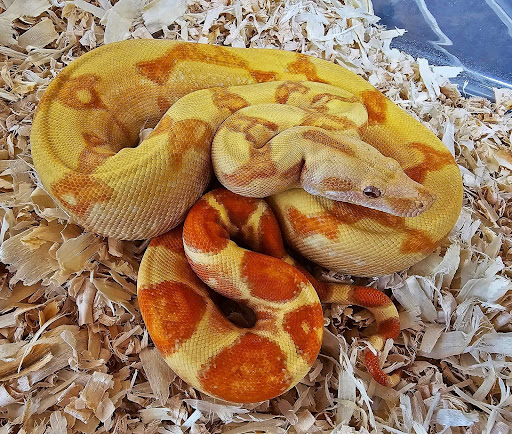 Tnt Exotics - Visual