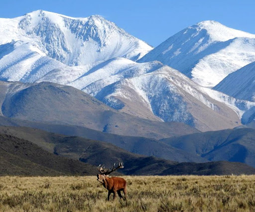 Red Stag Patagonia - Thumbnail
