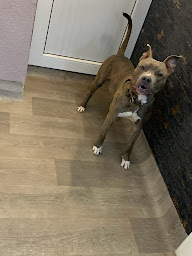 Photo n°20 de Élevage Valhalla des anges noirs ( Rottweiler) à Ham-sous-Varsberg (Pension pour chiens)