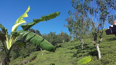 Photos of Tunnel gap Resort