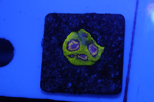 CoralsDE