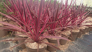 Photo n°15 de Pépinière Du Conflent à Vinça (Jardinerie)