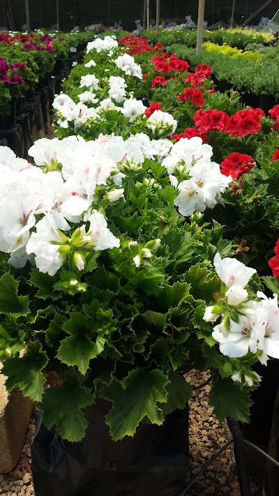 Photos of wholesale market