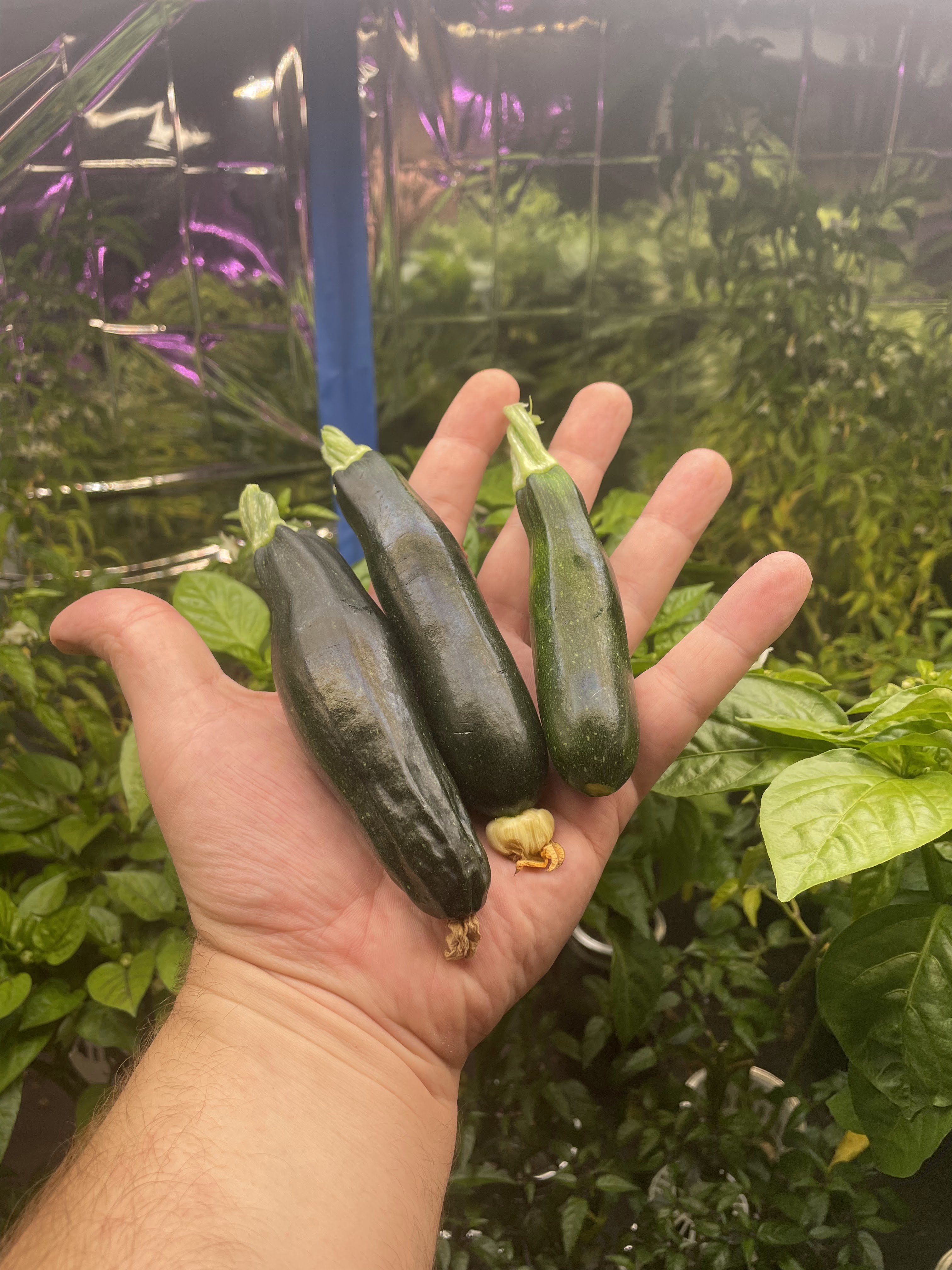 Hydro Lux - Indoor Hydroponic Garden