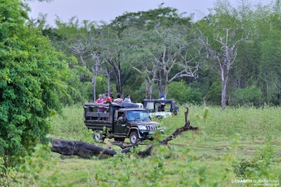 Photos of Minneriya National Park SAFARI