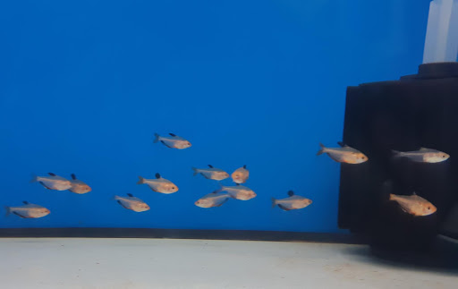 Wet Fish - Visual
