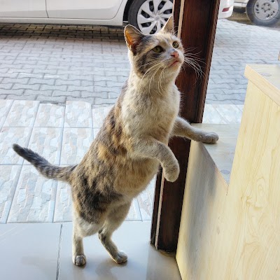 Photos of Turan Veterinary Clinic