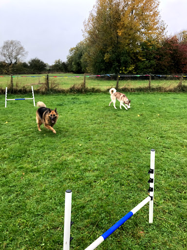 Mutts Meadow - Visual