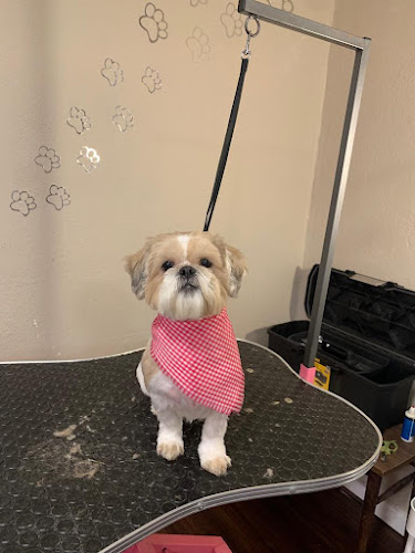 Happy Dog Grooming Salon Profile Image