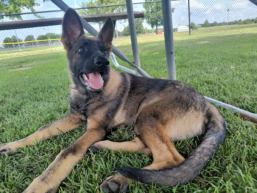 Sikeston Dog Park - Thumbnail