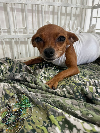 CentralVET - Clínica Veterinária