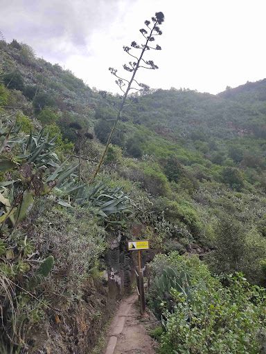 Centro de Interpretación de Los Tilos de Moya - Thumbnail