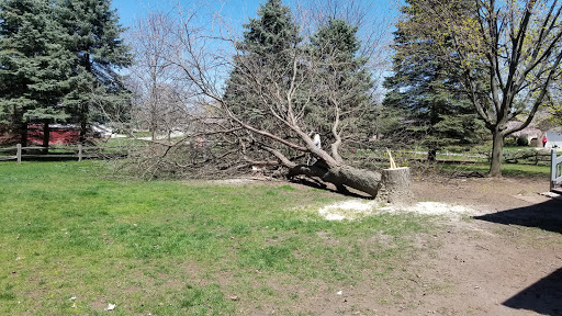 Lopez tree and Landscape Services - Thumbnail