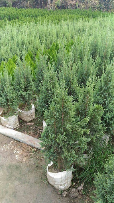 Photos of Southern Seedling Nursery Farm