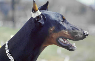 Photo n°1 de Gardette Serge à Moissat (Bar)