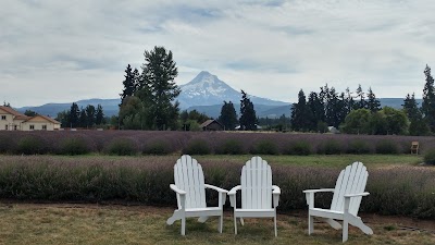 Lavender Valley