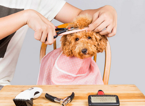 Bingo's Barkery & Pampered Pups Salon LLC