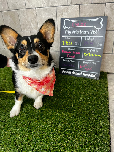 Powell Animal Hospital Gallery - United States
