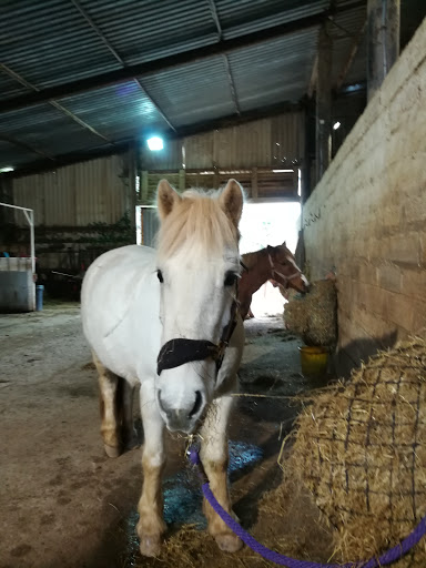 Newton Ferrers Equus