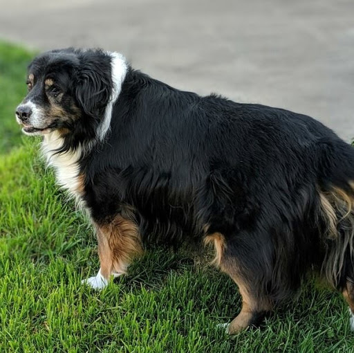 Anderson Humane Society, Inc. - Thumbnail