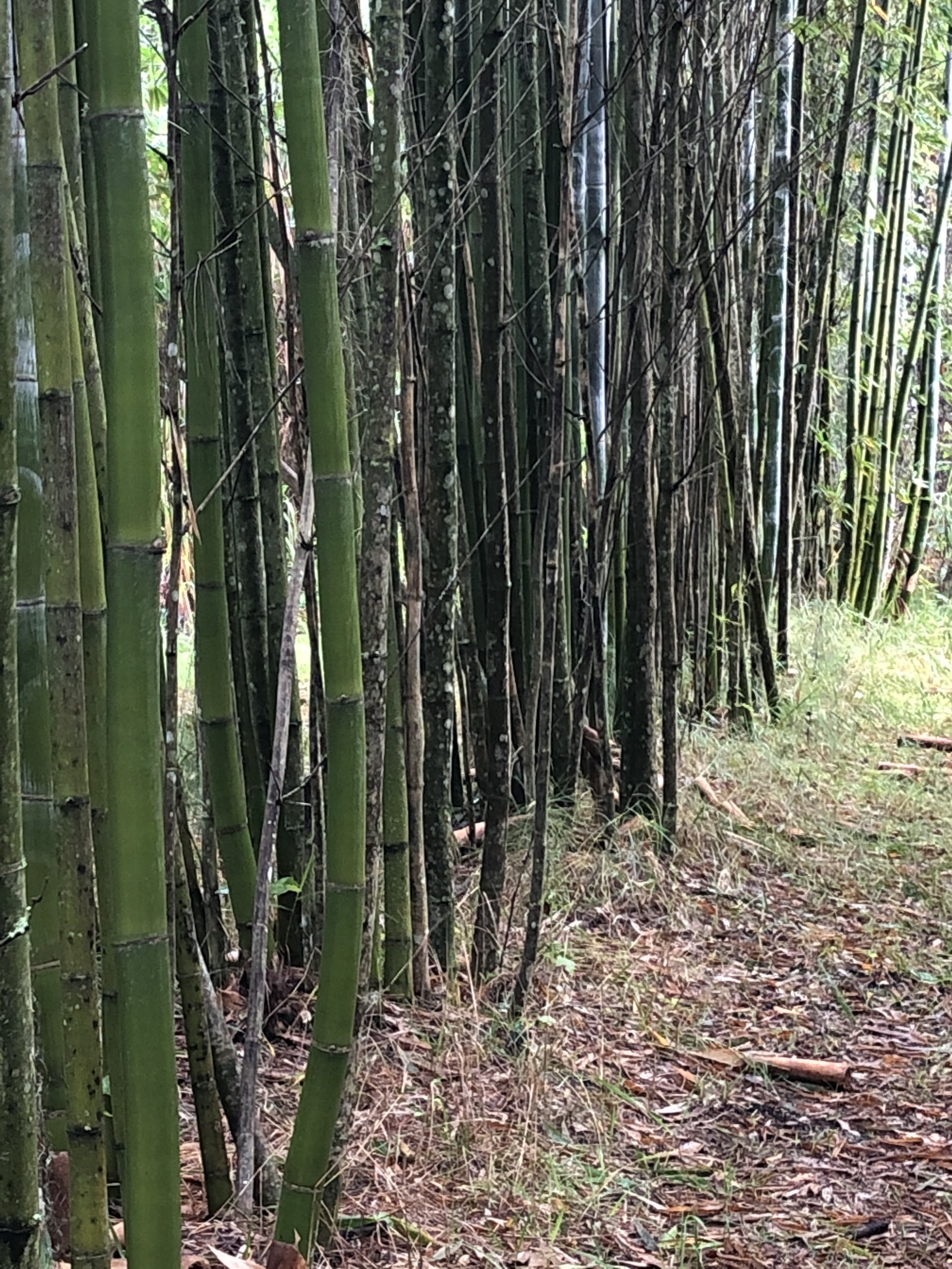 Bamboo Life LLC