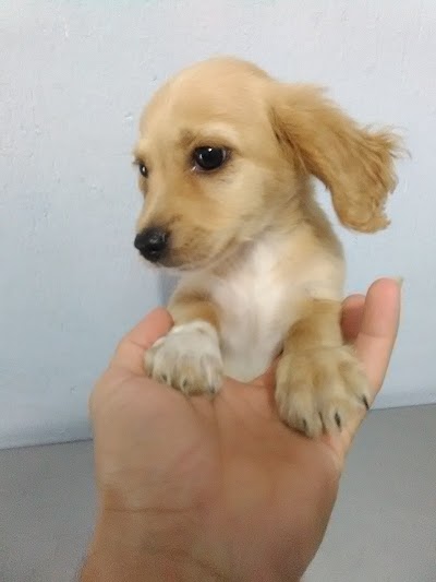 veterinary-care