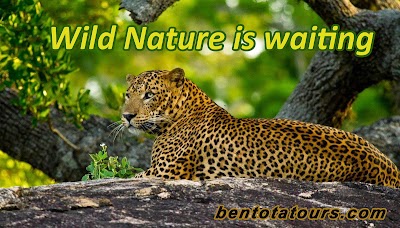 Photos of Bentota Tours