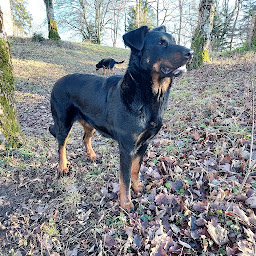 Photo n°20 de ELEVAGE DE LA P'TIOTE REINE à Buxerolles (Éleveur de chiens)