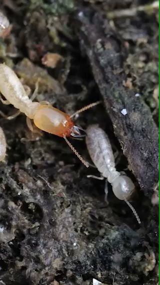 アサンテ 厚木営業所